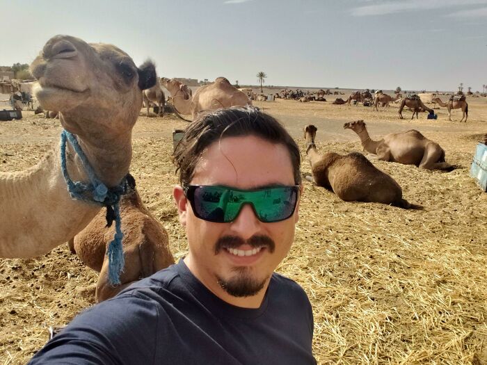 Camel Photobombing My Selfie