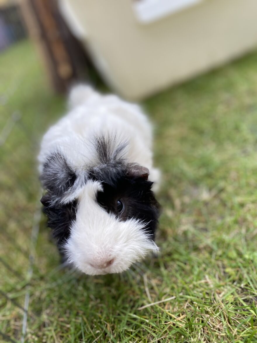 Everett, The Guinea Pig Who&rsquo;s Just Too Irresistible-Looking