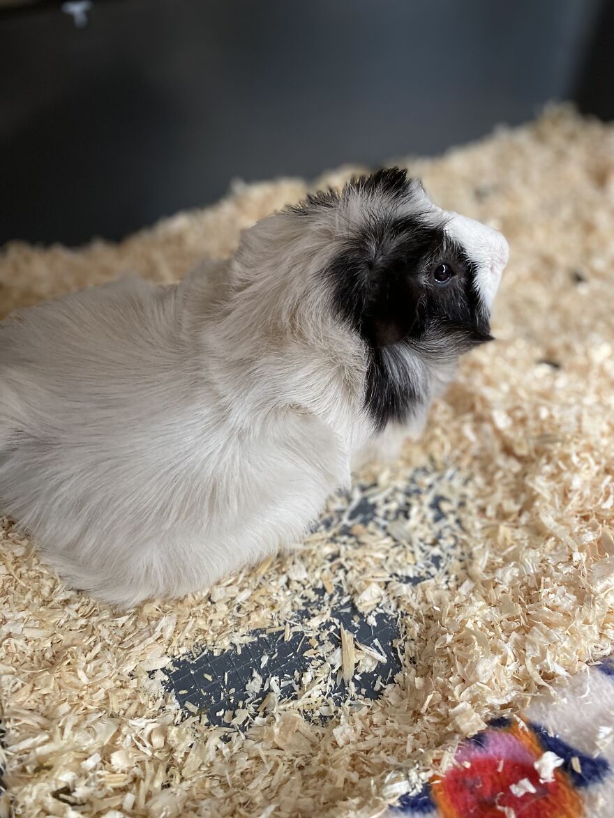 Everett, The Guinea Pig Who&rsquo;s Just Too Irresistible-Looking