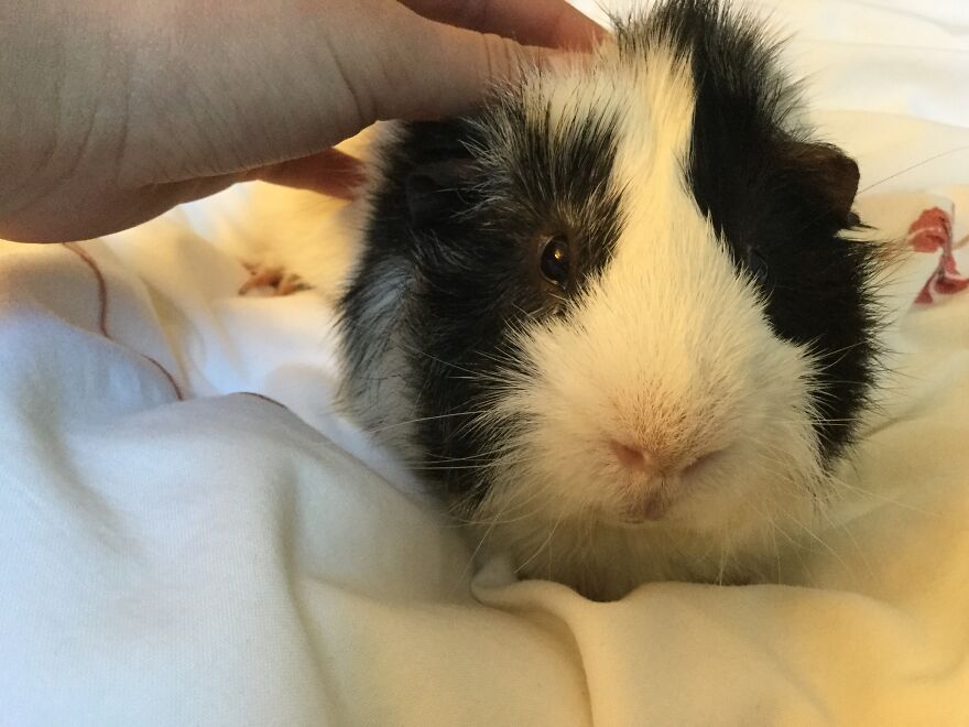 Everett, The Guinea Pig Who&rsquo;s Just Too Irresistible-Looking