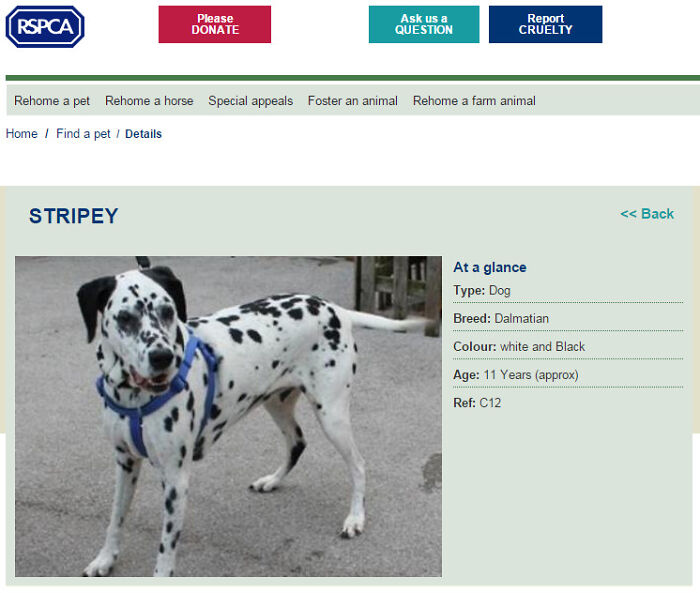 Browsing Dogs For Adoption. I Think We've Found The One