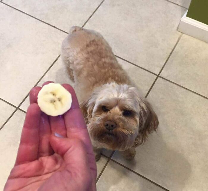 Both The Banana Slice And My Dog Just Thinking Right Now - What The Hell Is So Funny Steve?