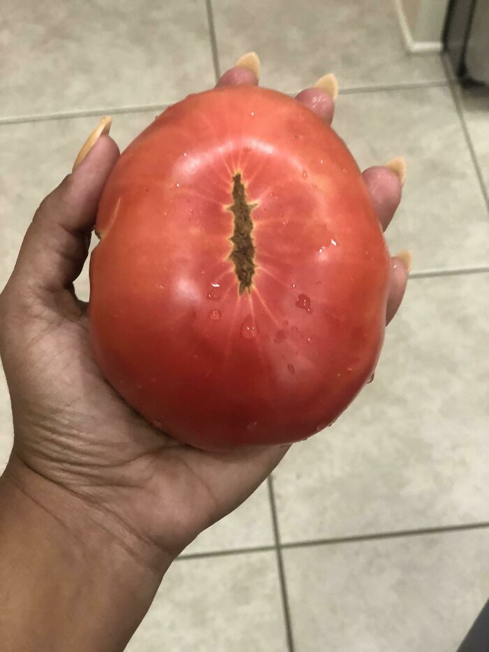 The Tomato We Grew Looks Like Sauron’s Eye