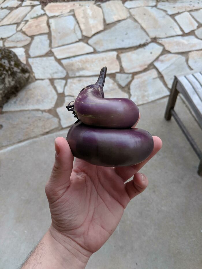 We Grew An Eggplant That Looks Like The Poop Emoji