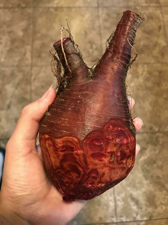 This Giant Beet From My Garden Looks Like A Heart