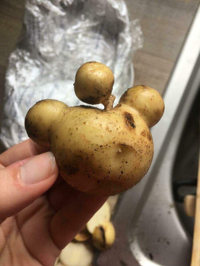 My Boyfriend’s Homegrown Potato Looks Like The Reddit Icon