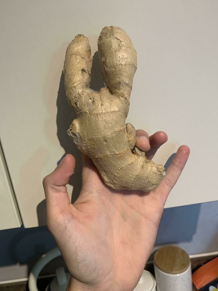 My Ginger That Looks Like A Lobster