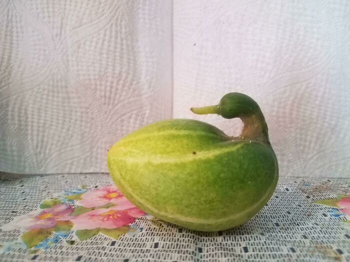 This Cucumber Looks Like A Swan