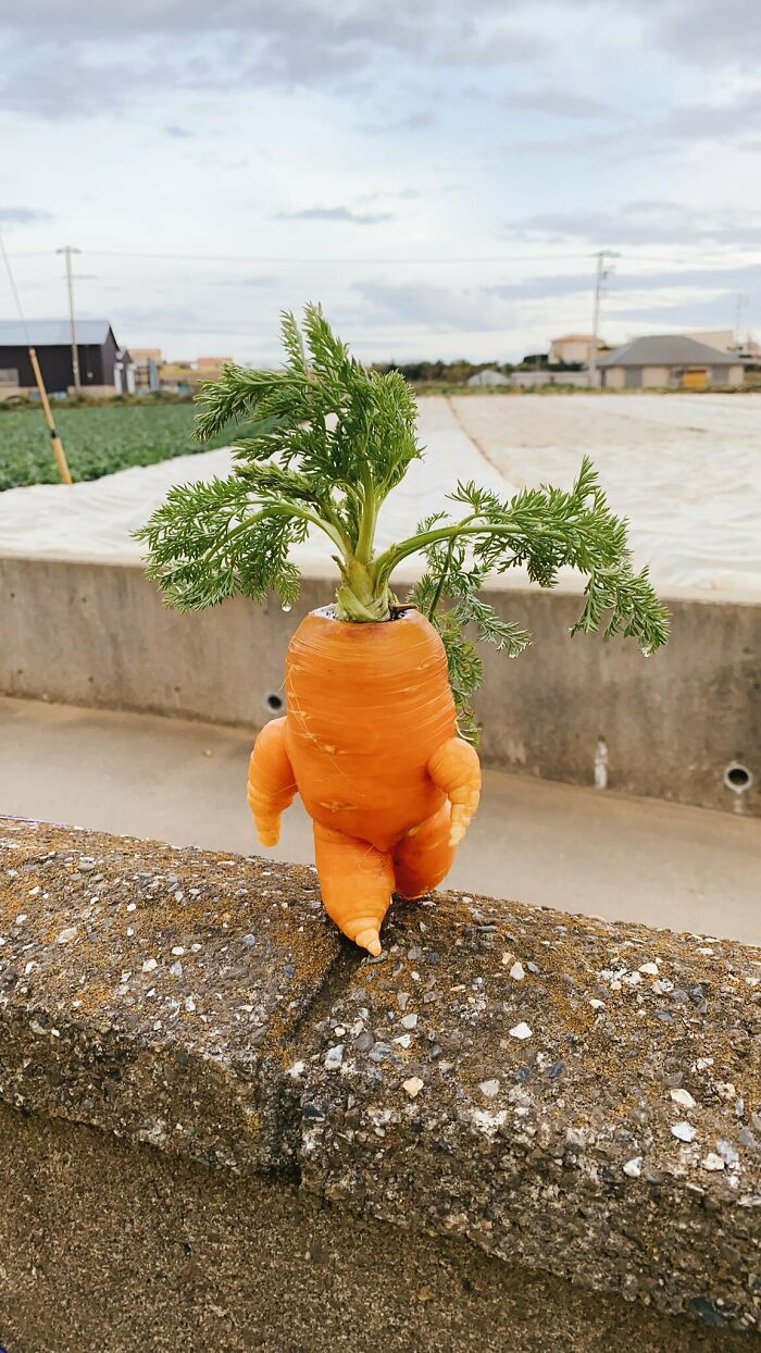 This Carrot Looks Like It's Walking