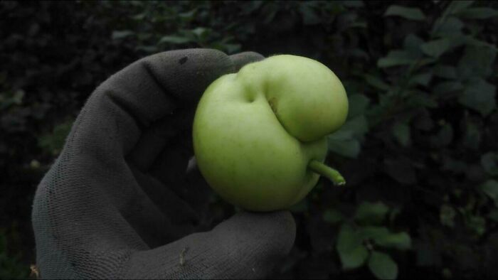 This Deformed Apple That Looks Like A Big Nosed Smoker