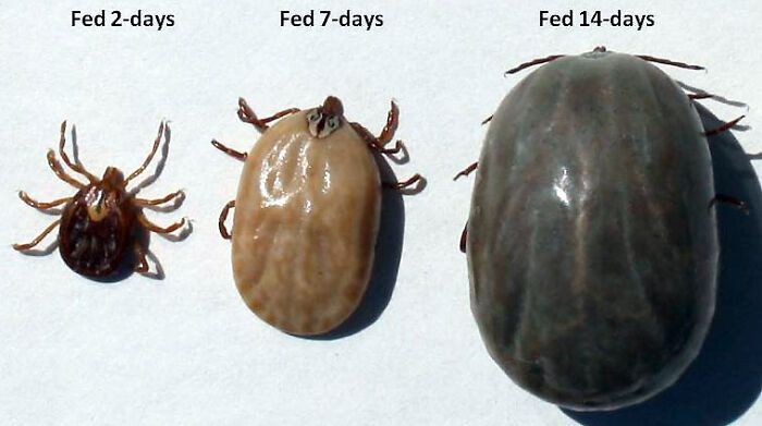 The Growth Of A Tick In The Span Of Two Weeks