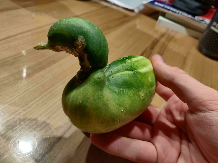 This Cucumber Looking Like A Duck