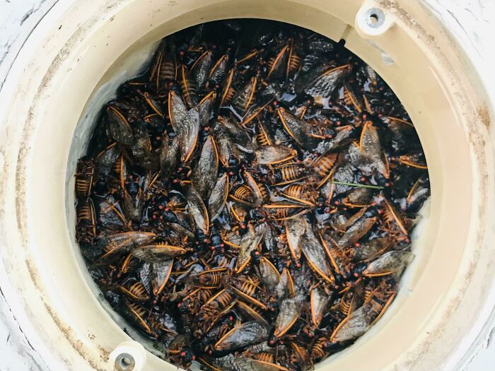 The Amount Of Cicadas In My Pool Skimmer After One Day