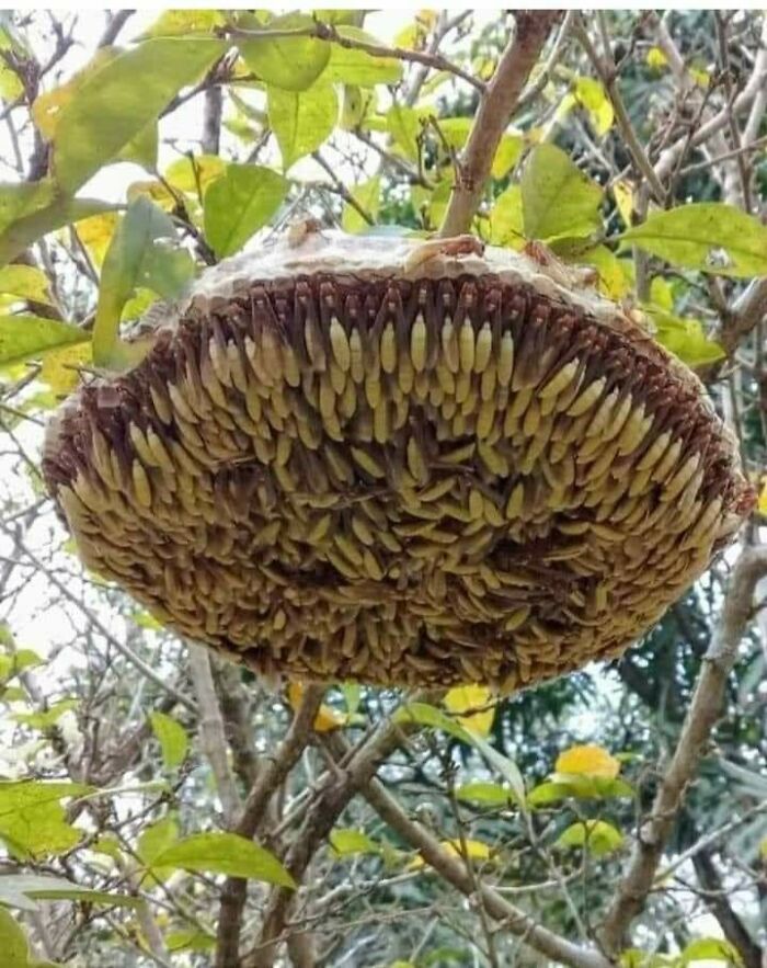 Central American Paper Wasp Nest