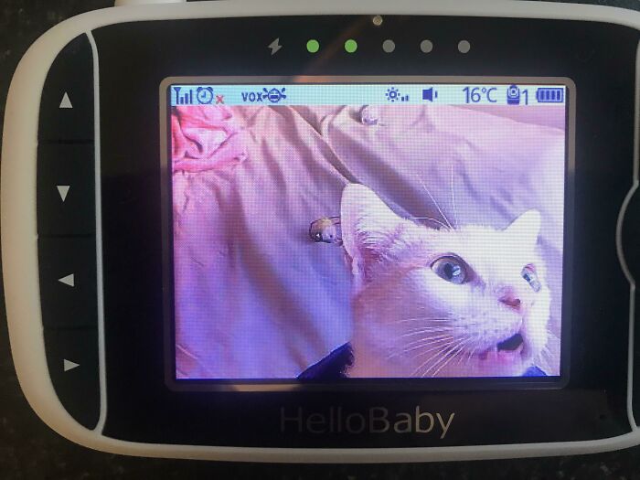 My Fav Pic Of My Cat - Drugged After An Operation And Requiring Supervision With A Baby Monitor 