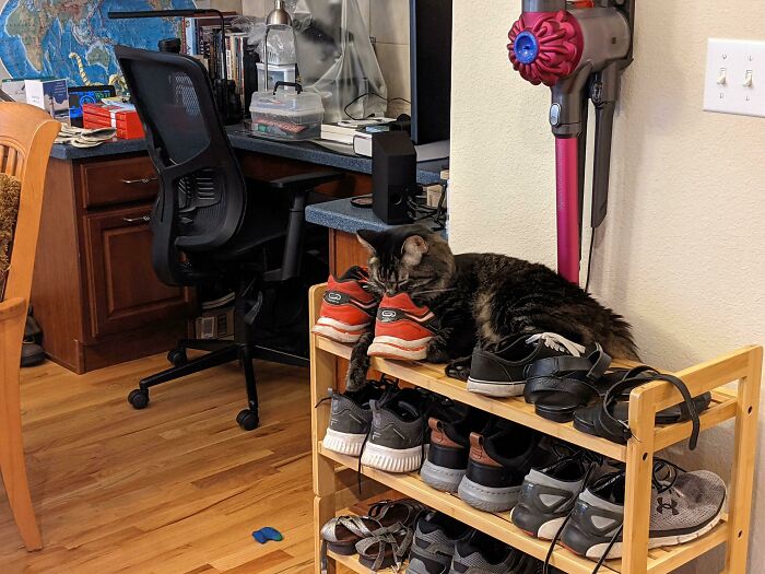 Winston Loves The Most Exquisite Stinky-Smelly Shoes. My Mom's Cat Got To My Boyfriend's Shoes After A Big Hike