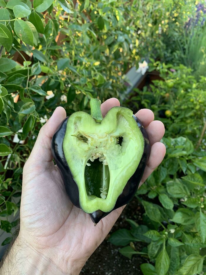 Oh No, I Grew An Evil Bell Pepper