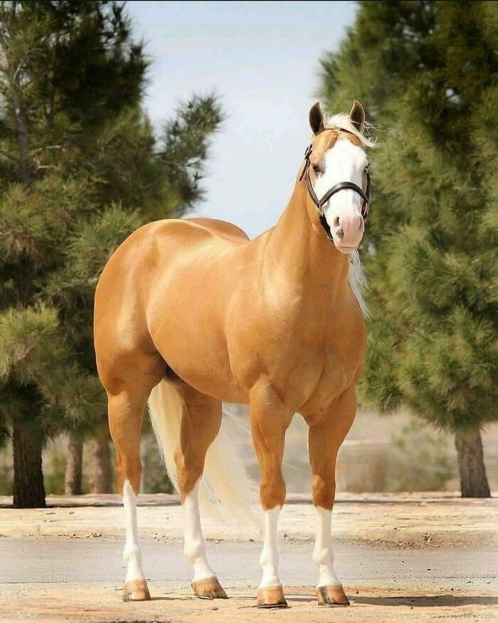 This Horse