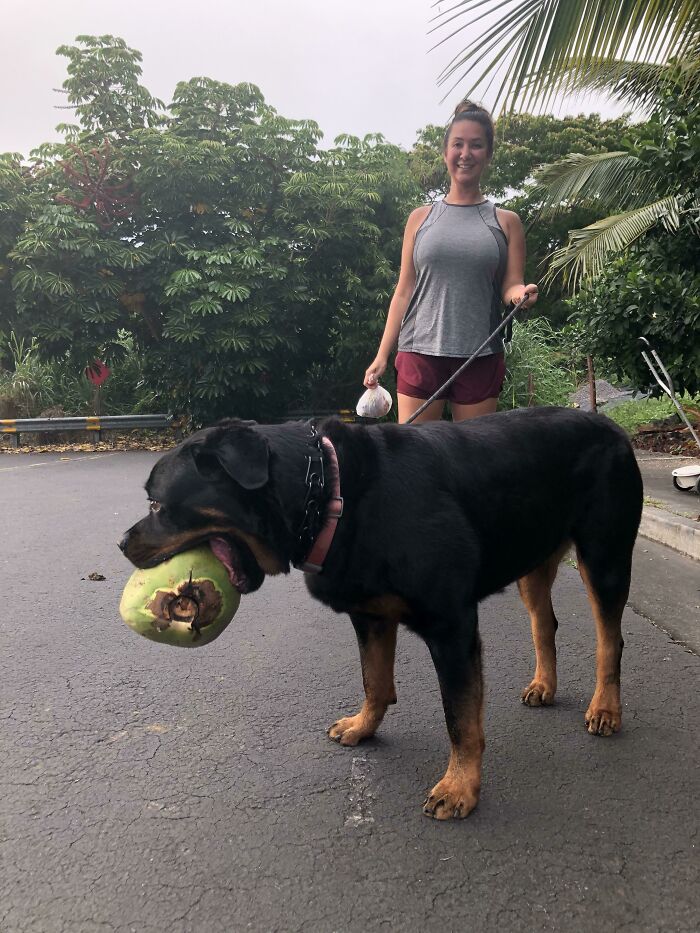 My Big Boy, With A Proper Samoan Coconut For Scale