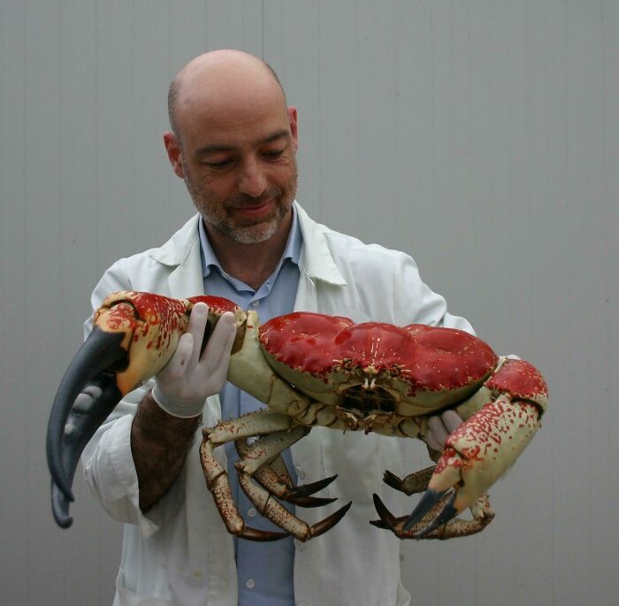 Tasmanian Giant Crab. Absolute Unit
