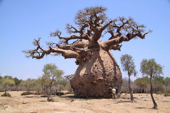 Básicamente todo lo relacionado con los árboles Baobab encaja en este grupo