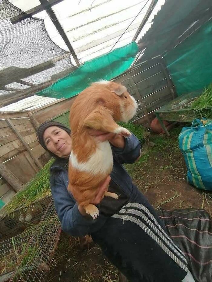 This Guinea Pig Is An Absolute Unit