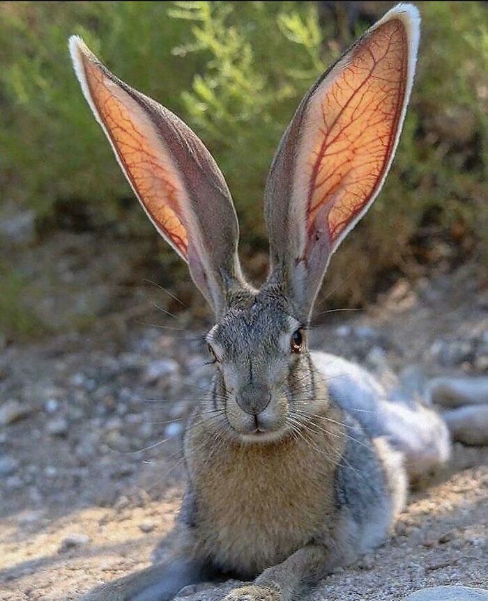 ¡El tamaño de esas orejas!