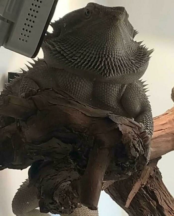 This Bearded Dragon