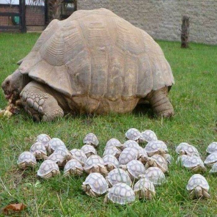 Absolute Unit Of A Tortoise