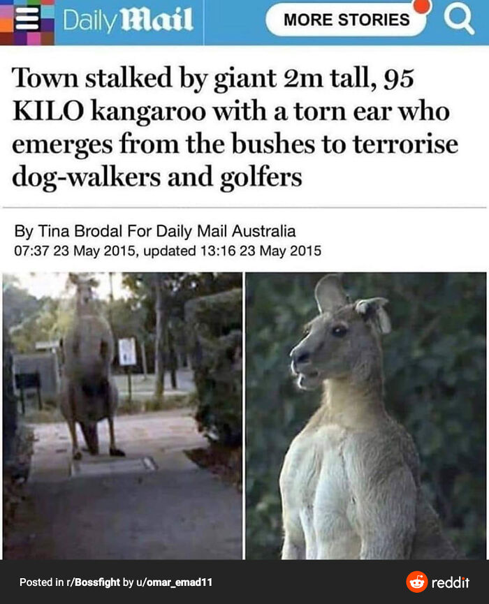 Absolute Unit Of Kangaroo Watches Over All!