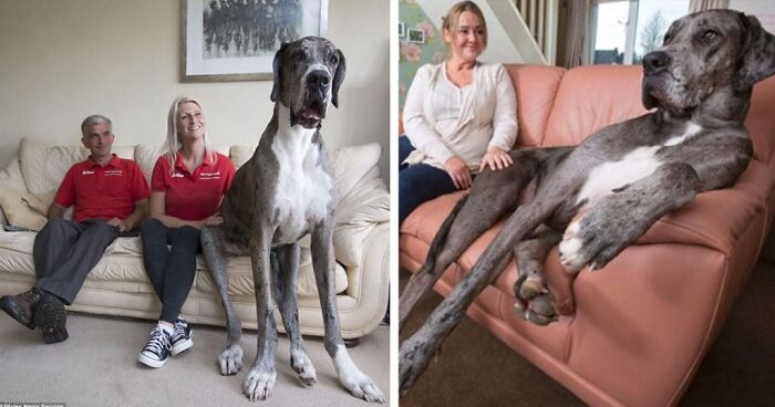 7-Foot Great Dane Is An Absolute Unit