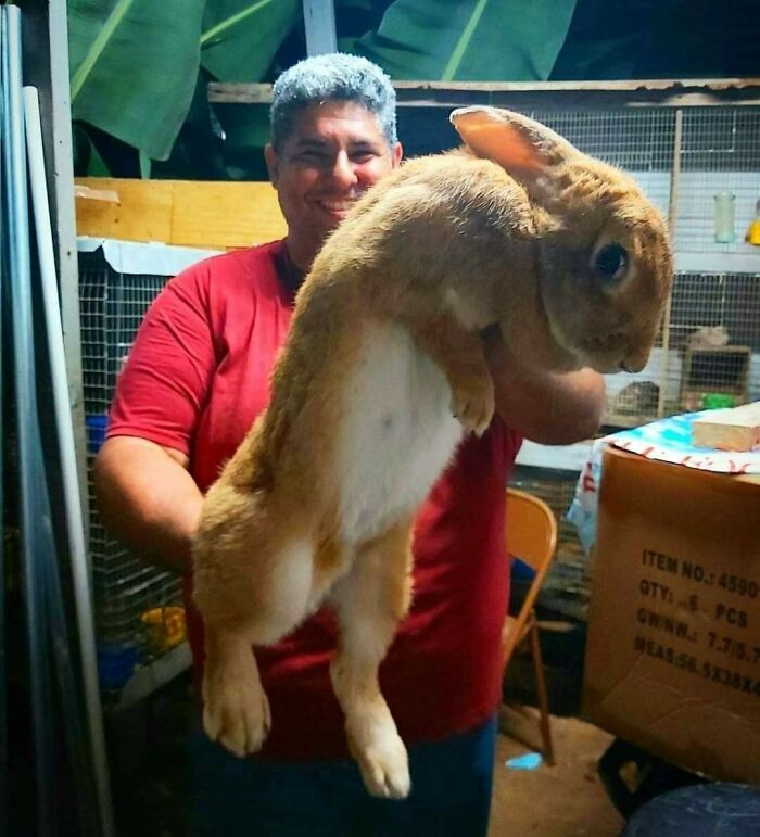 This Absolute Unit Of A Rabbit