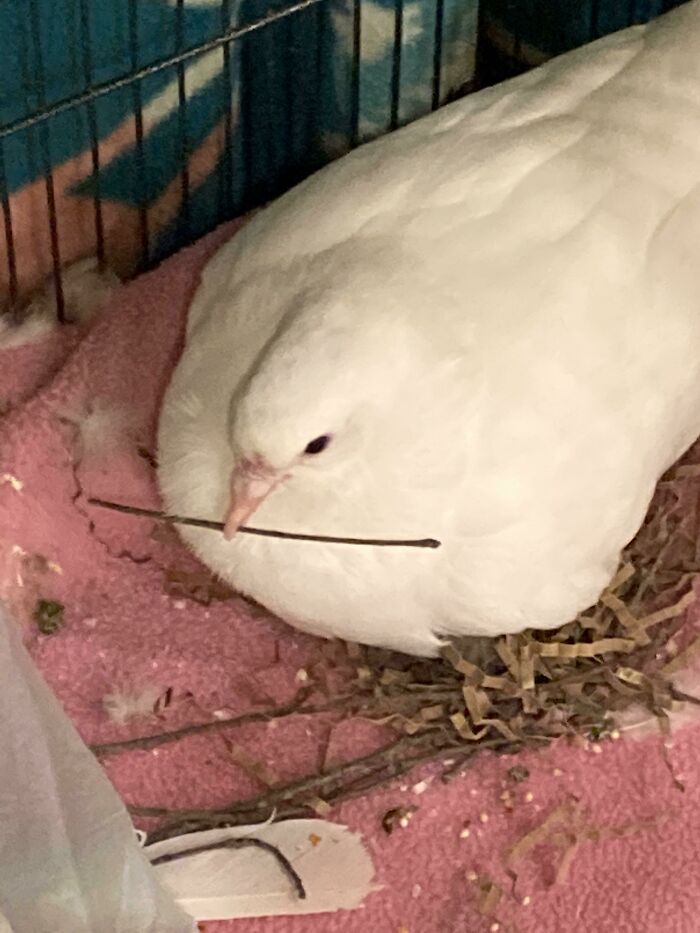 My Pigeon Named Bobo Is Very Round