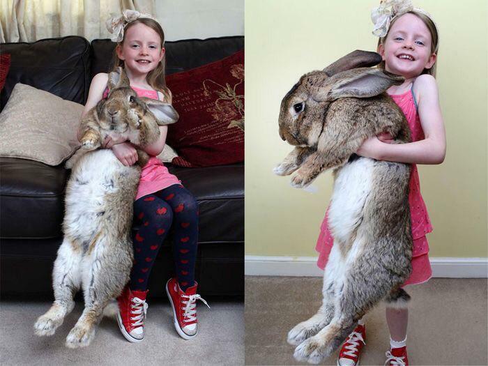 This Absolute Unit Of A Rabbit Definitely Couldn’t Go Down The Rabbit Hole.