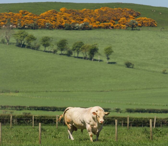 This Cow In Scotland