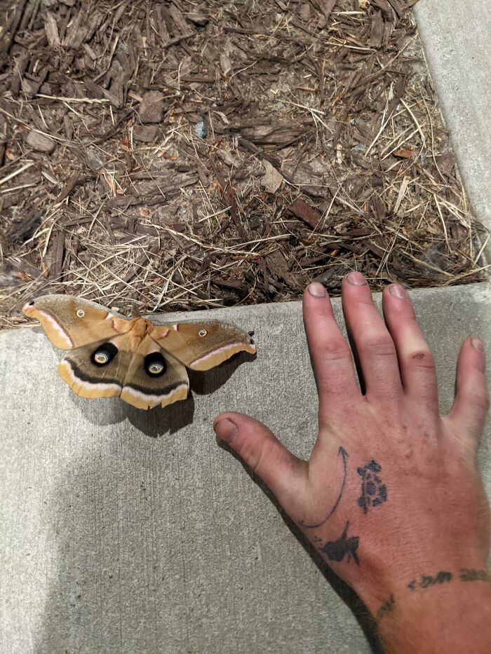 Moth At My Work This Morning