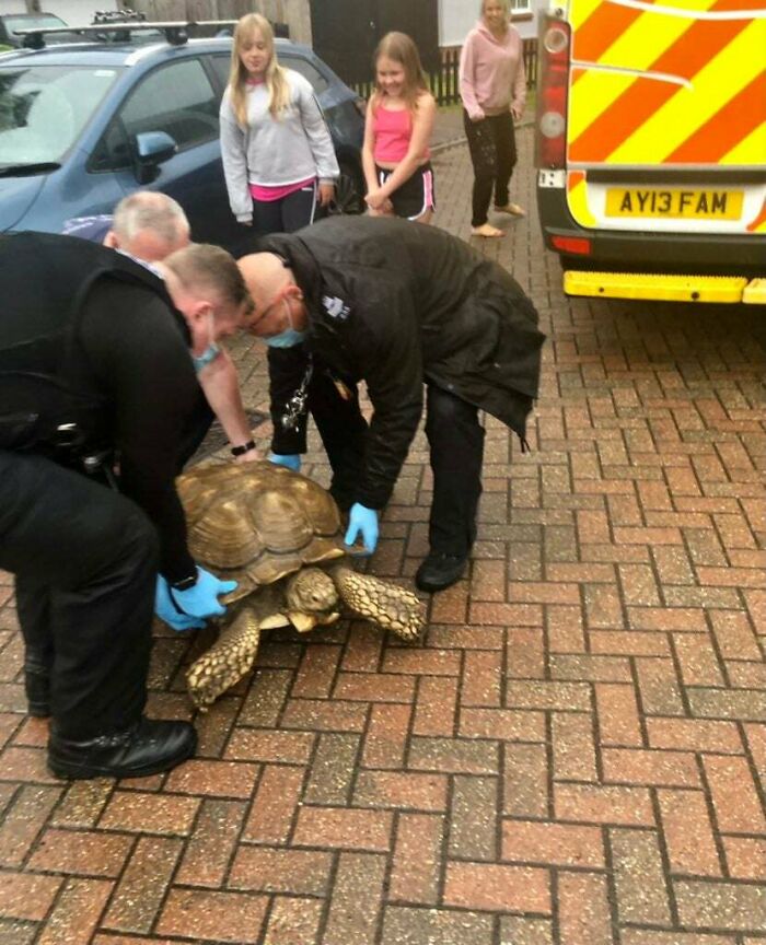 This Absolute Unit Who Escaped Being Recovered By Police.