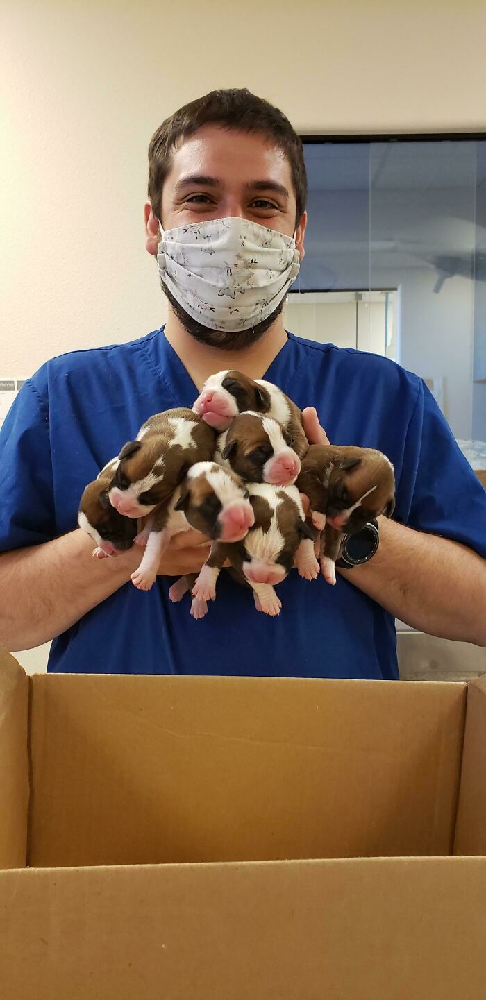 7 Boxer Babies