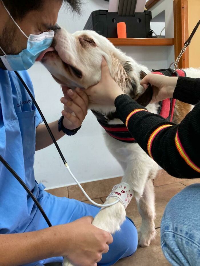 My Dog Kissing Her Vet While He's Taking Her Blood Pressure