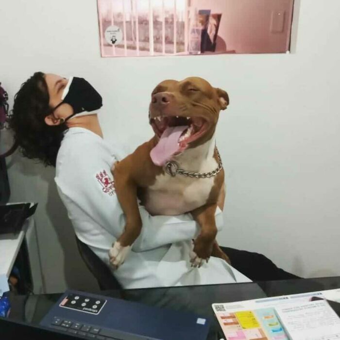 My Vet Sister Laughing Along With A Female Pit Bull