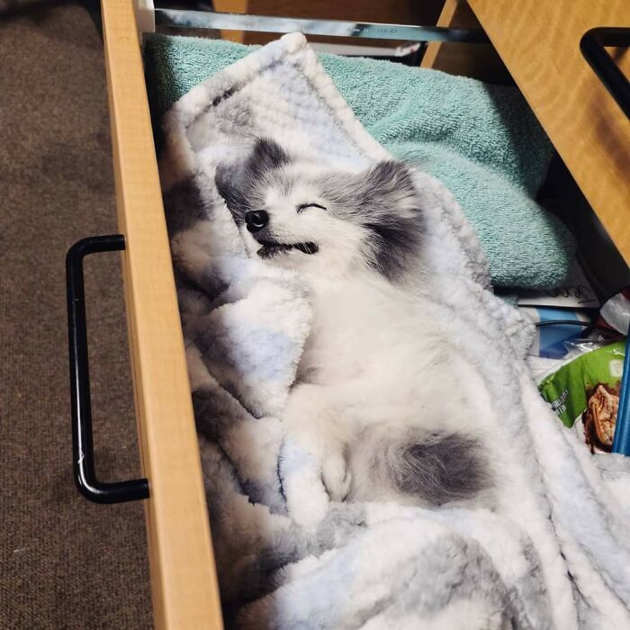 Most People Keep Office Supplies In Their Desk. I Keep A Sleeping Pomeranian