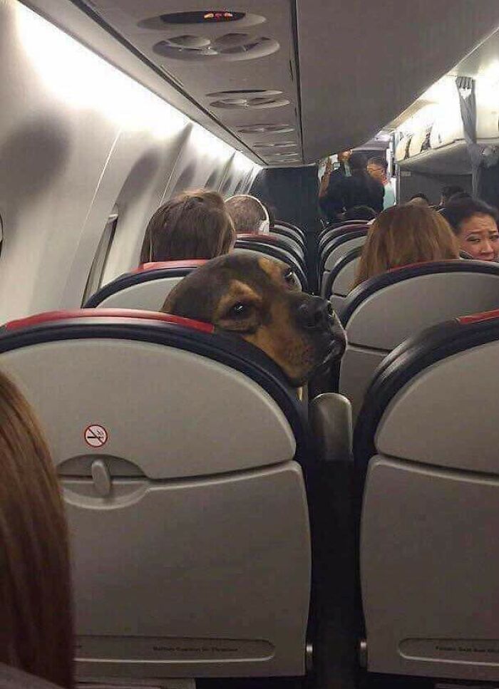 Hey, Can You Stop Kicking My Seat?