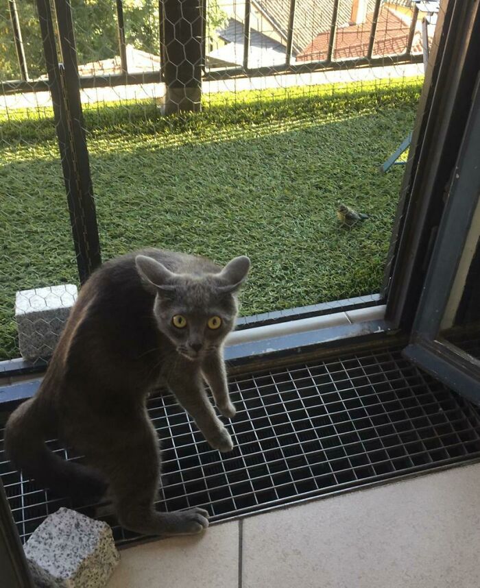 A Bird Landed On Our Balcony Today...