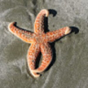 westcoastislander avatar