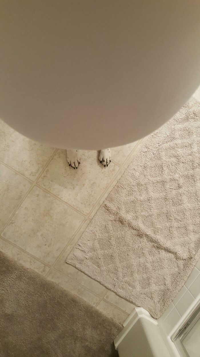 Mi esposa está embarazada y pensó que sería divertido tomar una foto de los pies de nuestro perro como si fueran los suyos