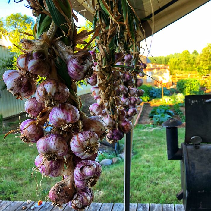 Spent $2 On 4 Heads Of Garlic Last Fall, Now I Have Over 70 Heads Of Garlic All Braided Together