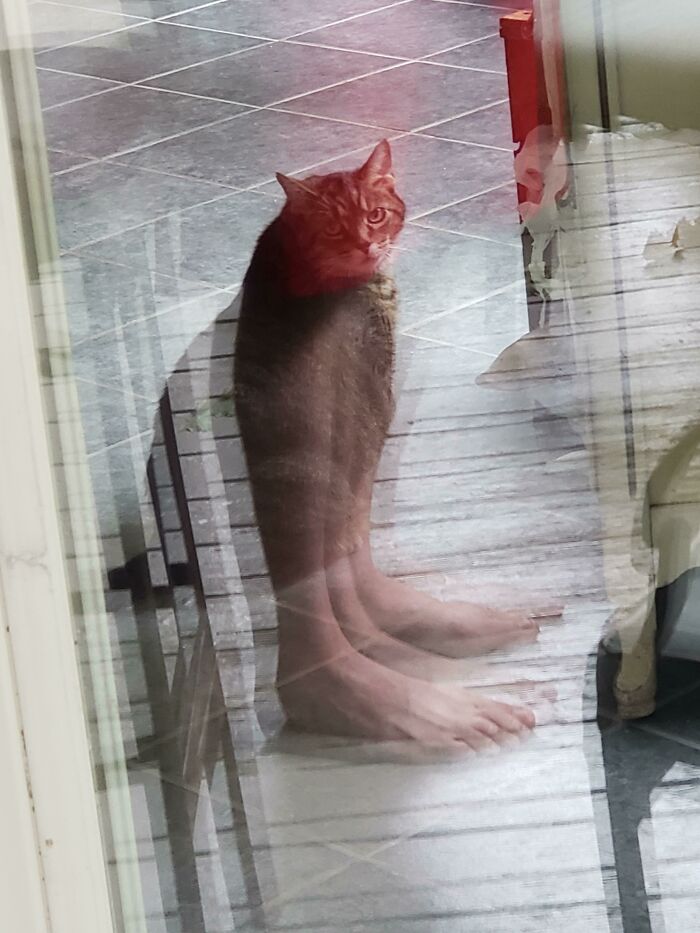 The Reflection Gave My Cat Human Feet