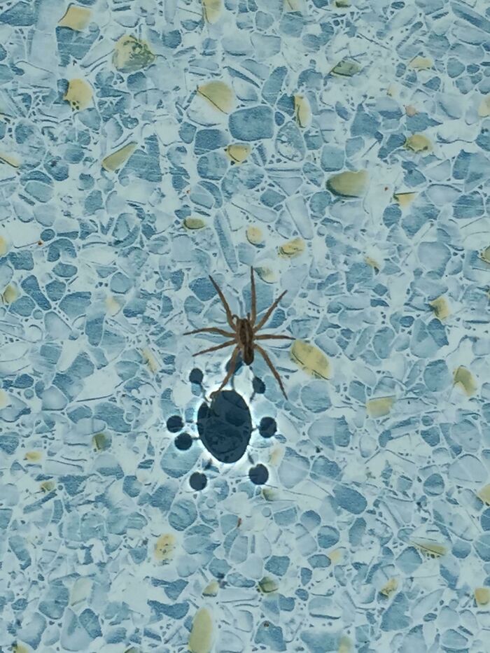 This Spider's Reflection In A Pool