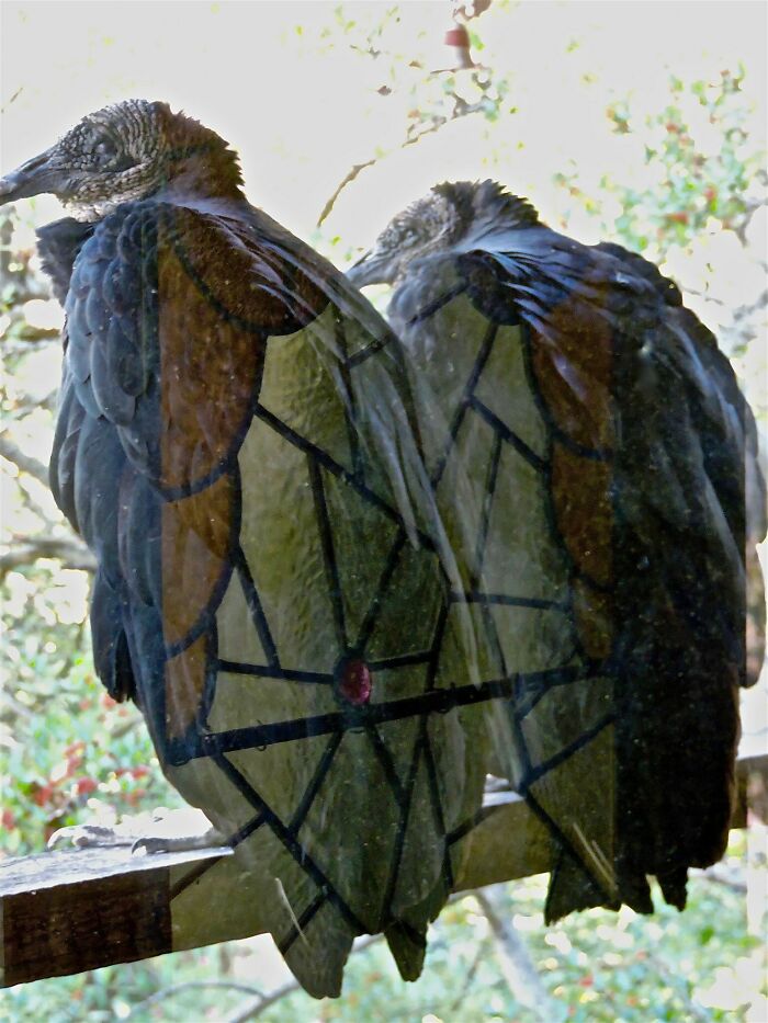 Black Vultures Picture Taken Through A Window That Reflects A Stained Glass Window