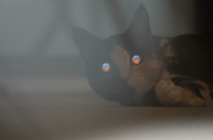 This Unaltered Photo Of The Reflection In My Cat's Eyes